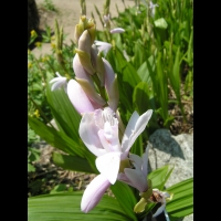 Bletilla Striata (fam. Orchidacees) (Chine) (08)